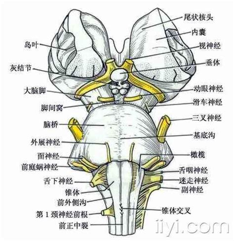 木原腦幹|腦幹:腦幹的外形,腦幹腹側面,腦幹背側面,腦幹構造,內。